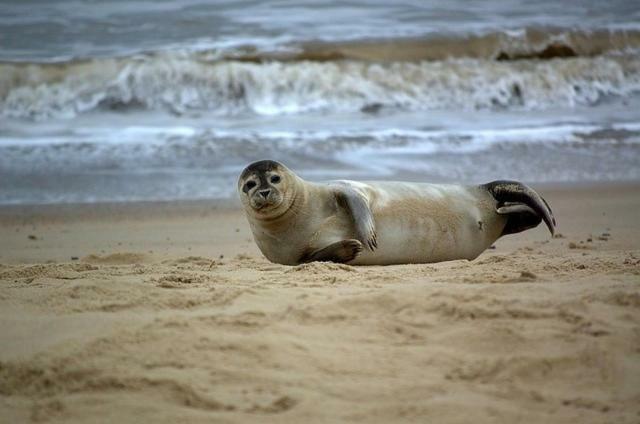 Sunbeach Chalets Great Yarmouth Bagian luar foto